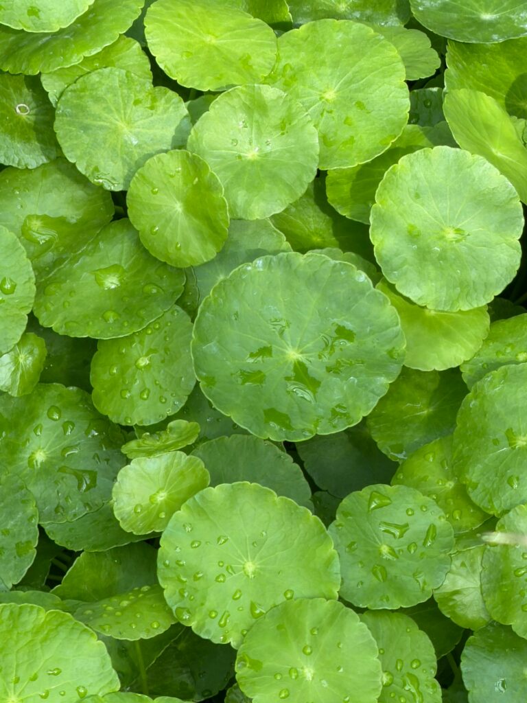 ingredientes calmantes para pele com rosácea